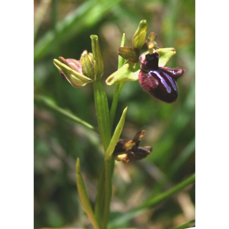 ophrys incubacea bianca