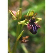 ophrys incubacea bianca