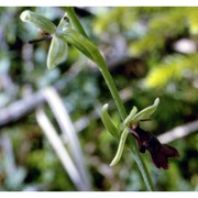 ophrys insectifera l.