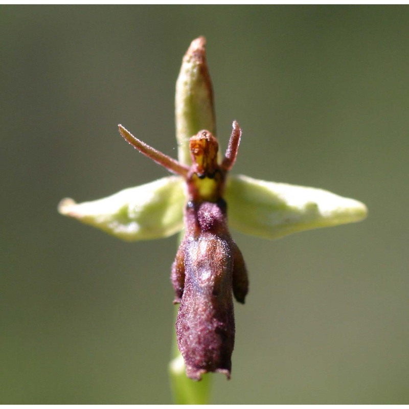 ophrys insectifera l.