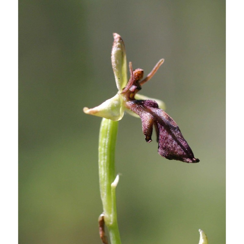 ophrys insectifera l.