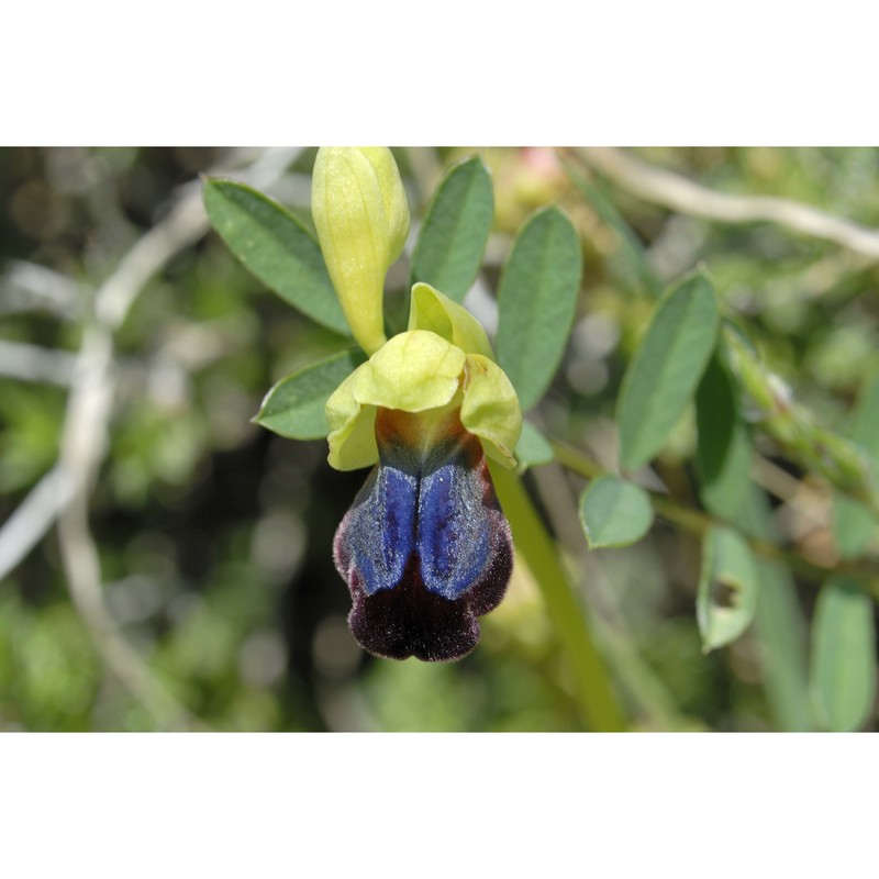 ophrys iricolor desf. subsp. eleonorae (devillers-tersch. et devillers) paulus et gack