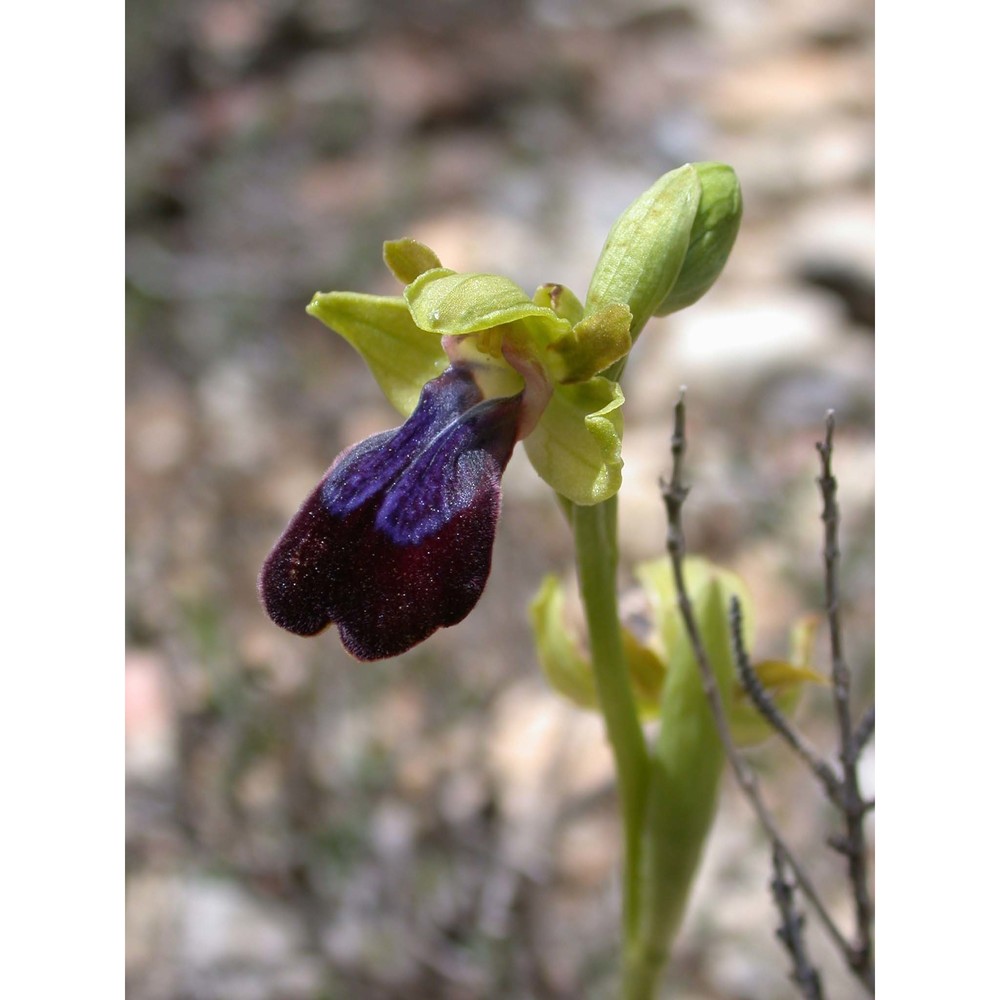 ophrys iricolor desf. subsp. eleonorae (devillers-tersch. et devillers) paulus et gack