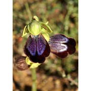 ophrys iricolor desf. subsp. eleonorae (devillers-tersch. et devillers) paulus et gack