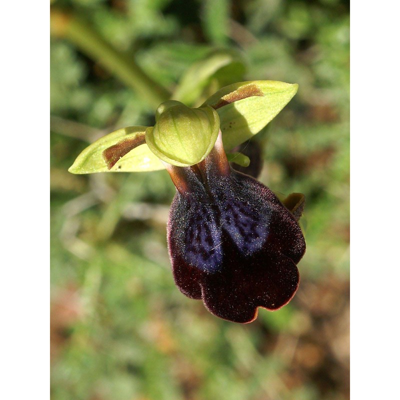 ophrys iricolor desf. subsp. eleonorae (devillers-tersch. et devillers) paulus et gack