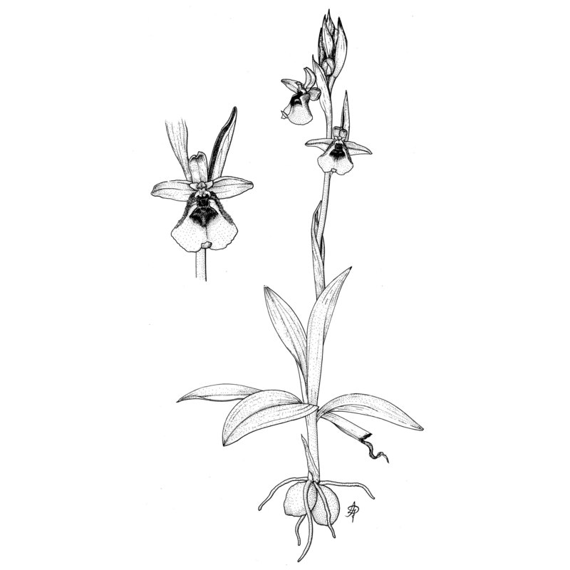 ophrys lacaitae lojac.