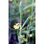 ophrys lacaitae lojac.