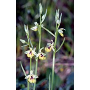 ophrys lacaitae lojac.