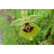 ophrys lacaitae lojac.