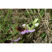 ophrys lunulata parl.