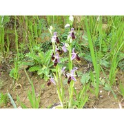 ophrys lunulata parl.