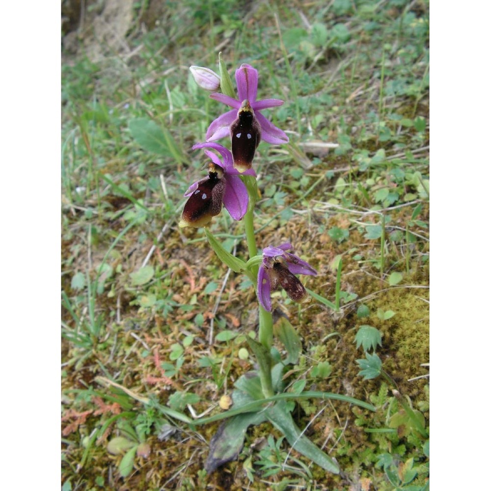 ophrys lunulata parl.
