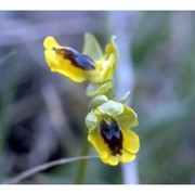 ophrys lutea cav.