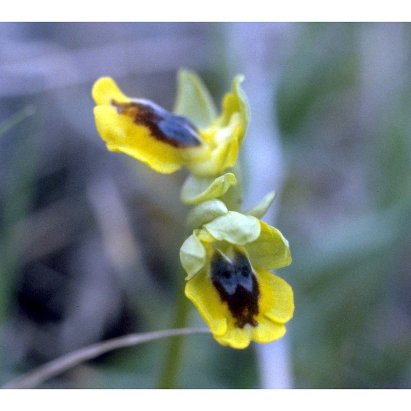 ophrys lutea cav.