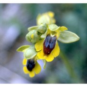 ophrys lutea cav.