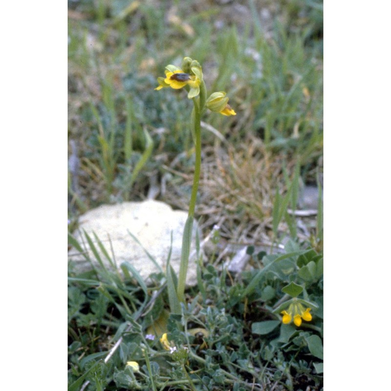 ophrys lutea cav.