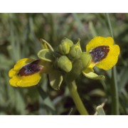 ophrys lutea cav.