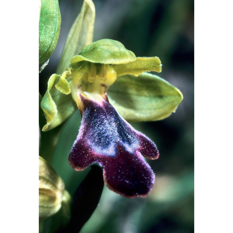 ophrys omegaifera h. fleischm. subsp. hayeckii (h. fleischm. et soó) kreutz