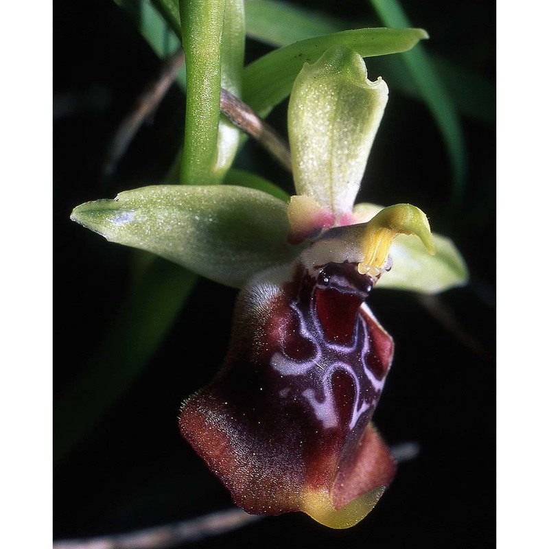 ophrys oxyrrhynchos tod.