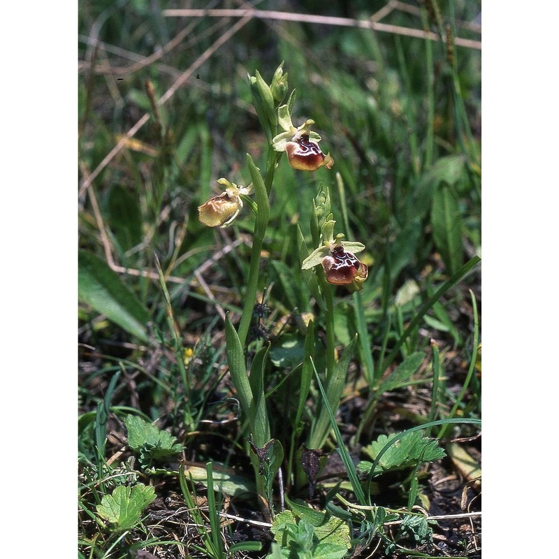 ophrys oxyrrhynchos tod.