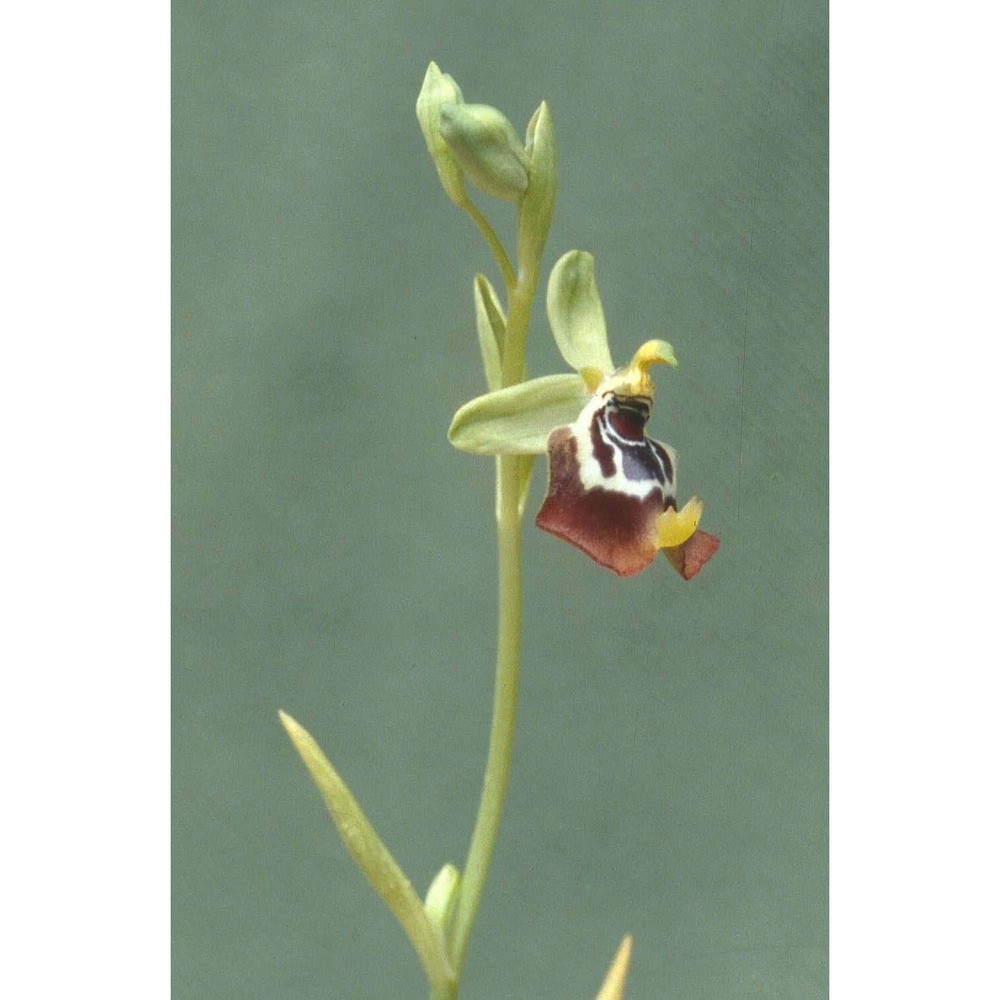 ophrys oxyrrhynchos tod.