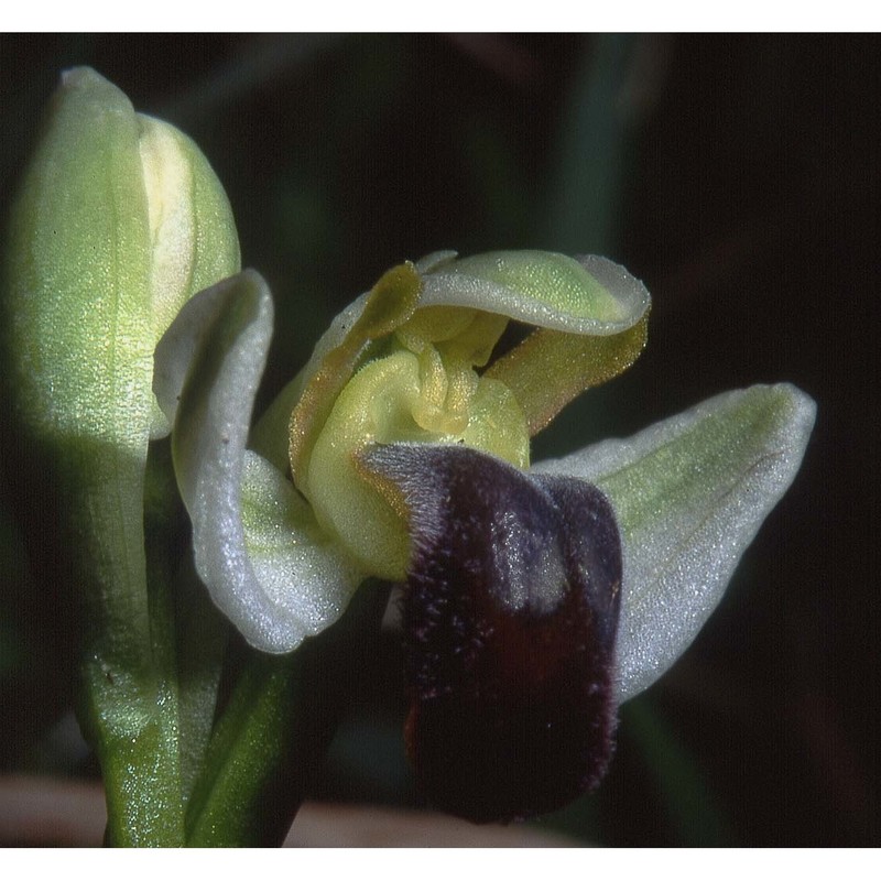 ophrys pallida raf.