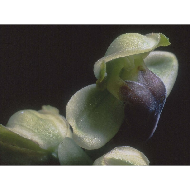 ophrys pallida raf.