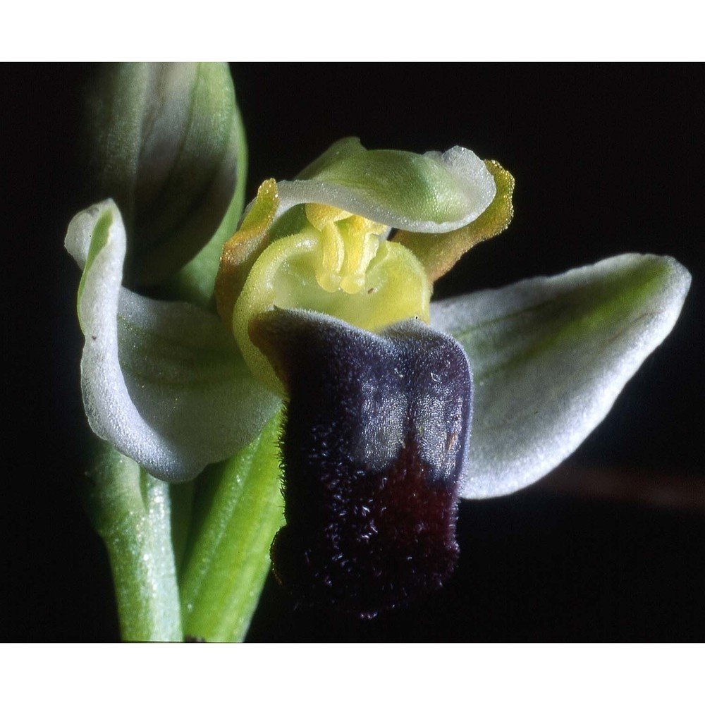 ophrys pallida raf.