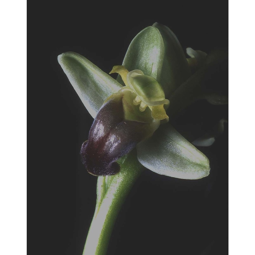 ophrys pallida raf.