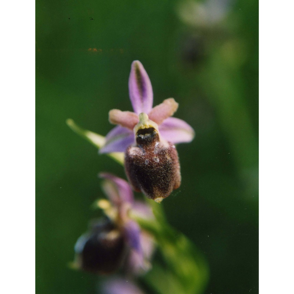 ophrys panattensis scrugli, cogoni et pessei