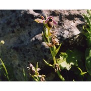 ophrys panattensis scrugli, cogoni et pessei