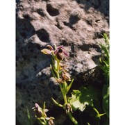 ophrys panattensis scrugli, cogoni et pessei