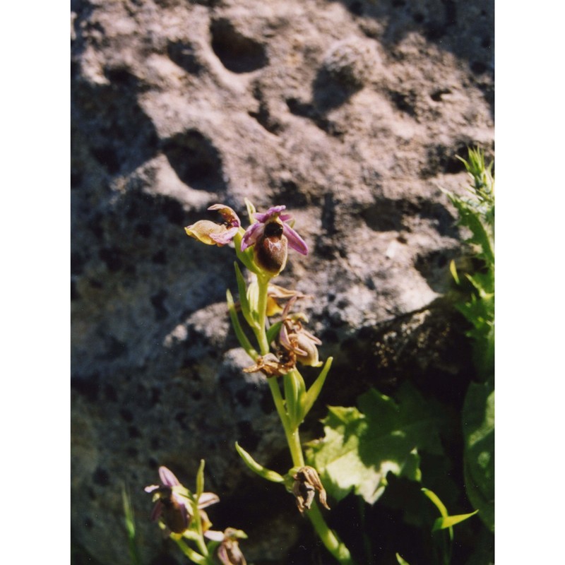 ophrys panattensis scrugli, cogoni et pessei