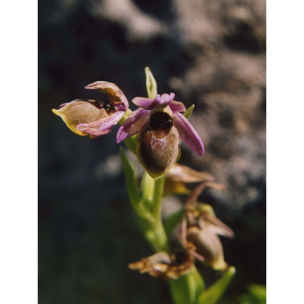 ophrys panattensis scrugli, cogoni et pessei