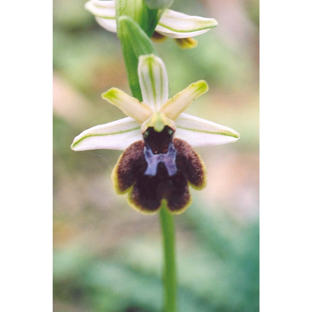 ophrys panormitana (tod.) soó