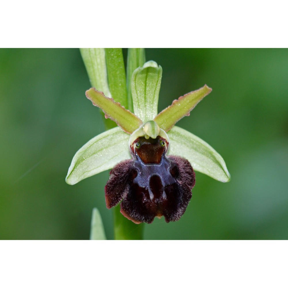 ophrys panormitana (tod.) soó