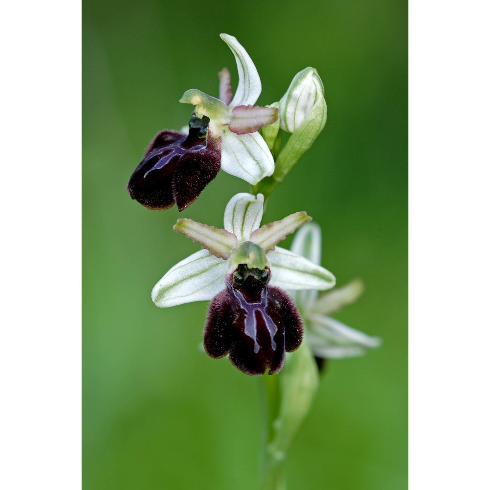 ophrys panormitana (tod.) soó