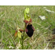 ophrys promontorii o. danesch et e. danesch