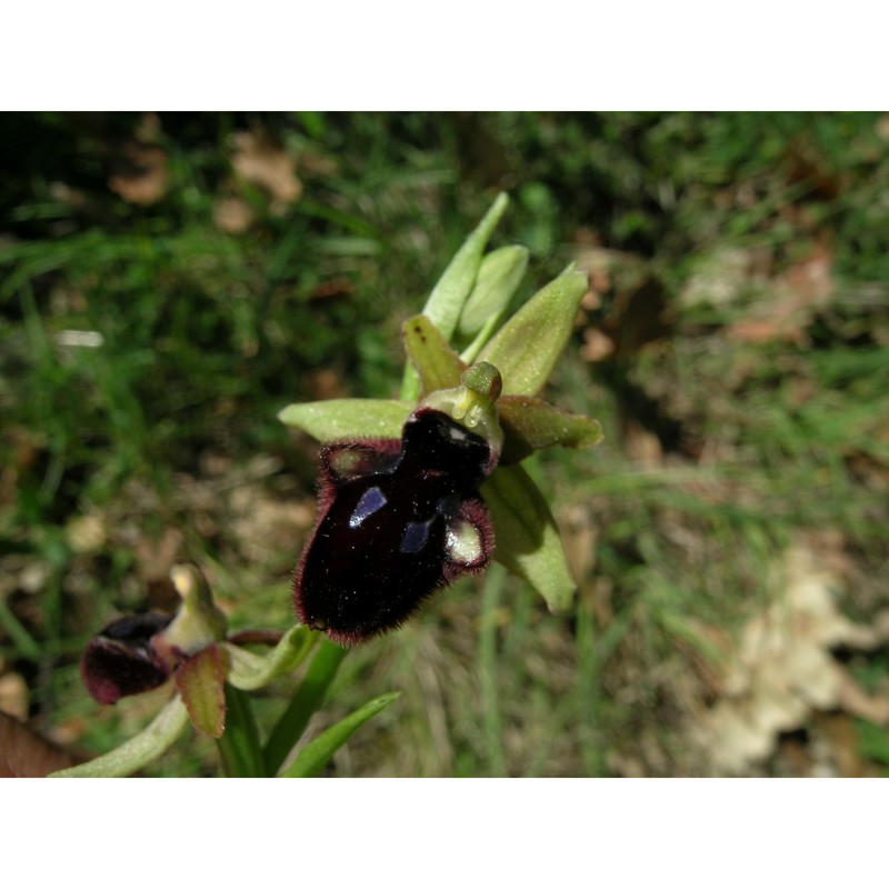 ophrys promontorii o. danesch et e. danesch