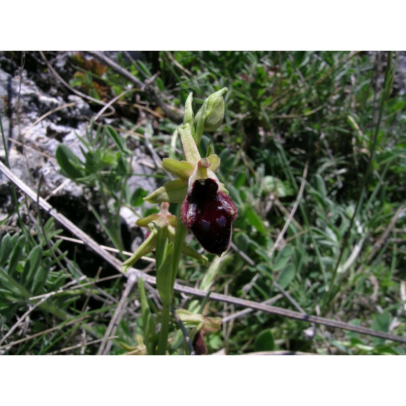 ophrys promontorii o. danesch et e. danesch