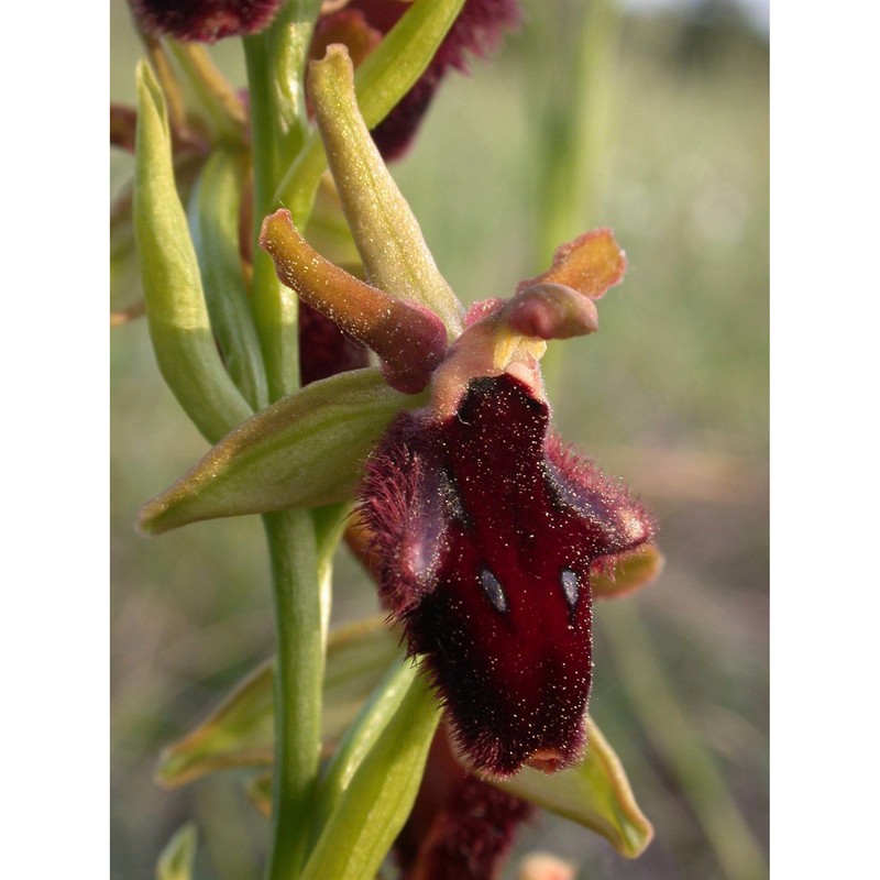 ophrys promontorii o. danesch et e. danesch