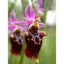 ophrys scolopax cav.