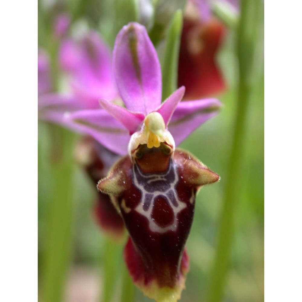 ophrys scolopax cav.