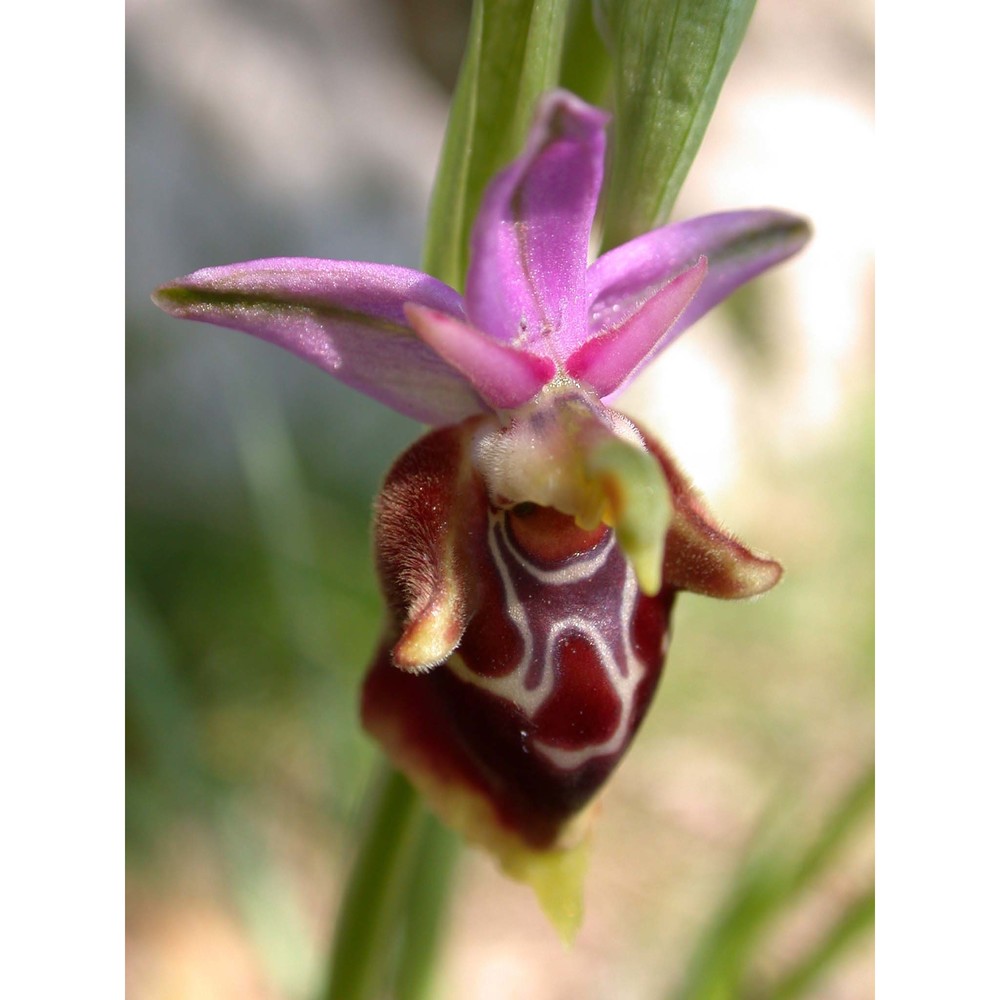 ophrys scolopax cav.