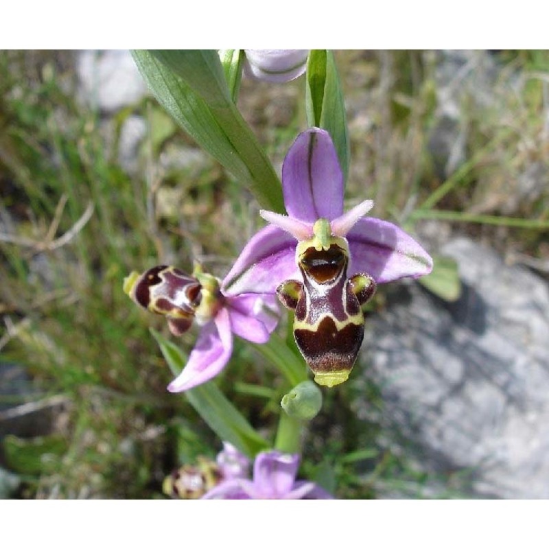 ophrys scolopax cav.