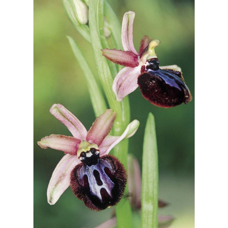 ophrys sipontensis r. lorenz et gembardt