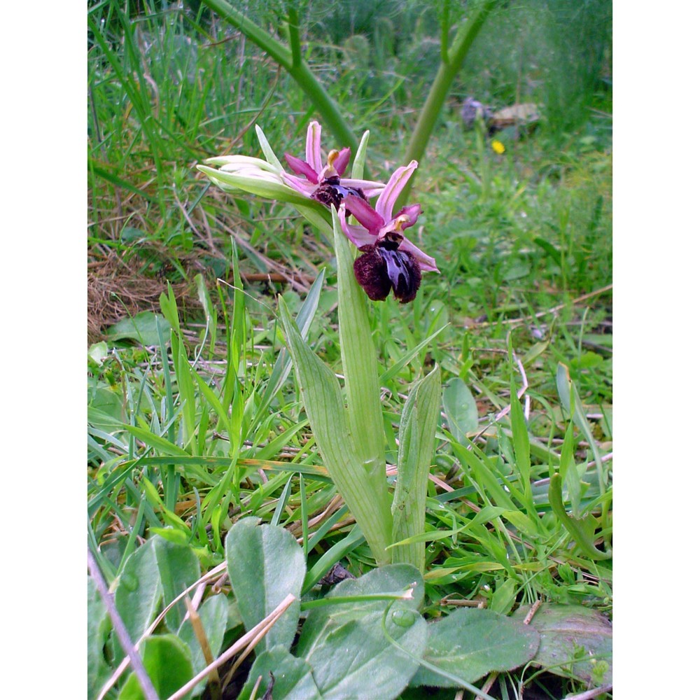 ophrys sipontensis r. lorenz et gembardt