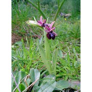 ophrys sipontensis r. lorenz et gembardt