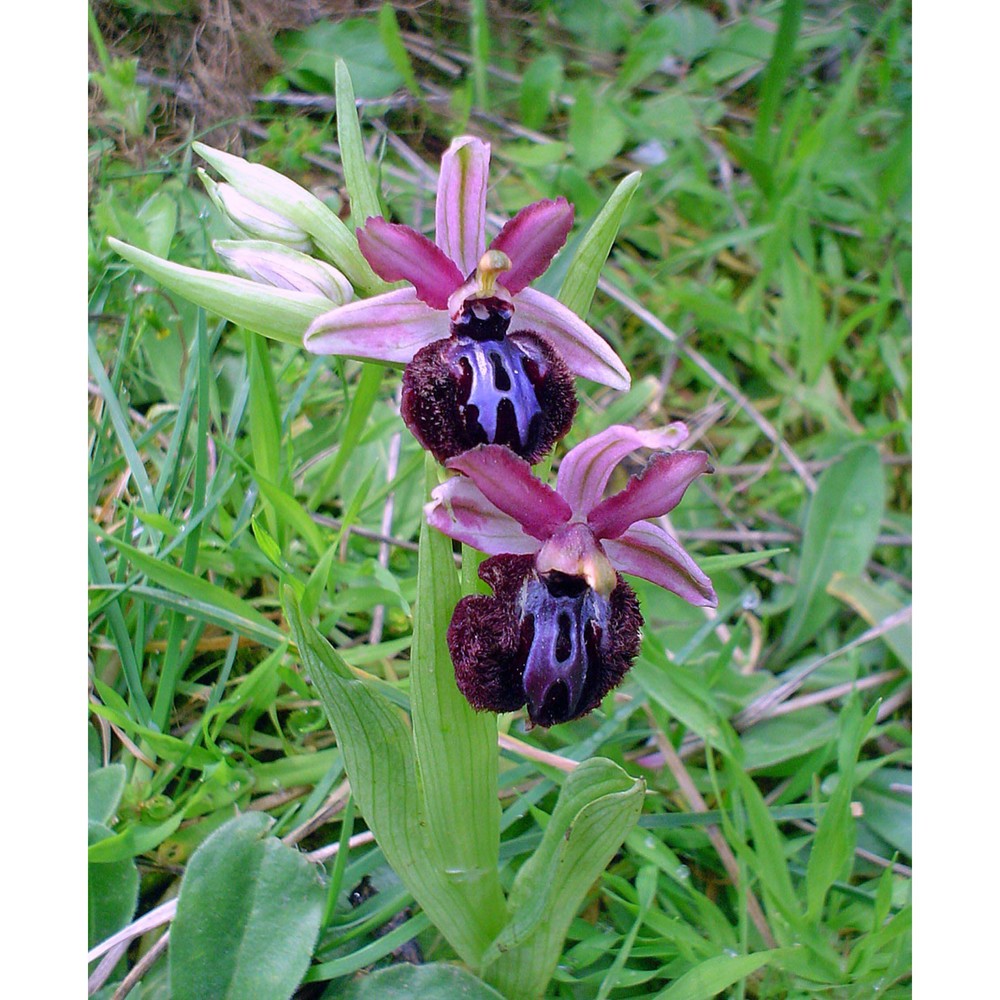 ophrys sipontensis r. lorenz et gembardt