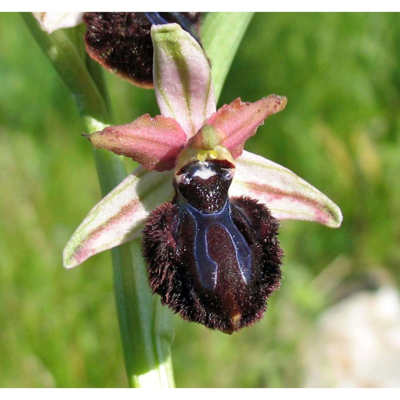 ophrys sipontensis r. lorenz et gembardt